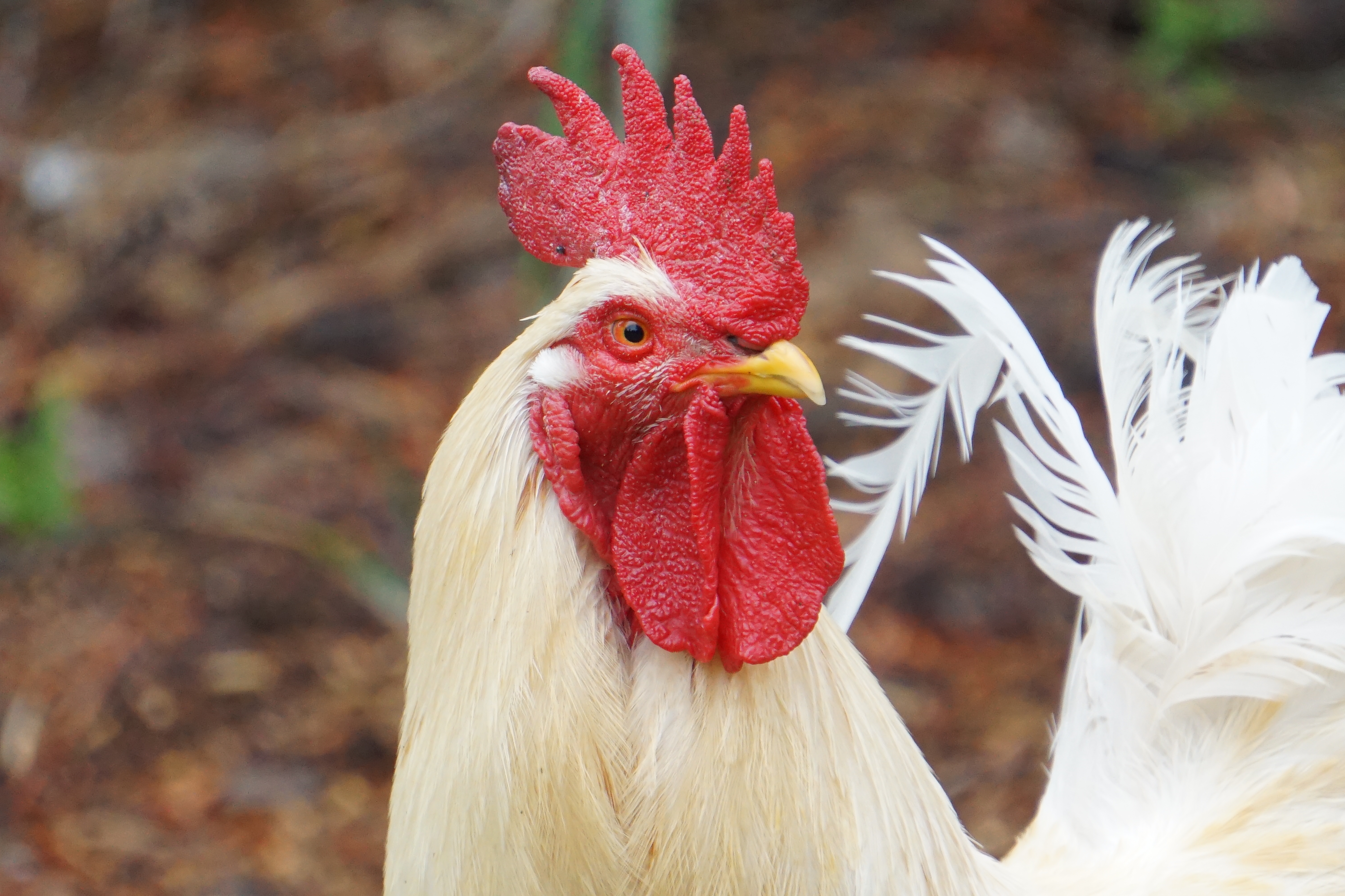 Chicken